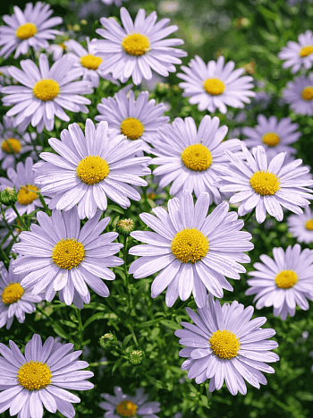 Калимерис юмена Shogun