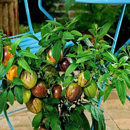 Пепино обыкновенное