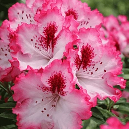 Рододендрон гибридный Cherry cheesecake