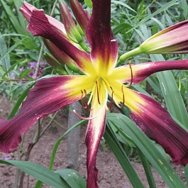 Лилейник Chokecherry Mountain