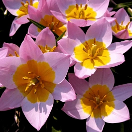 Тюльпан Lilac Wonder