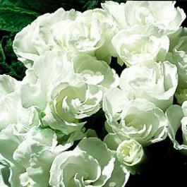 Примула махровая Примлет Вайт