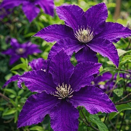 Клематис Rasputin