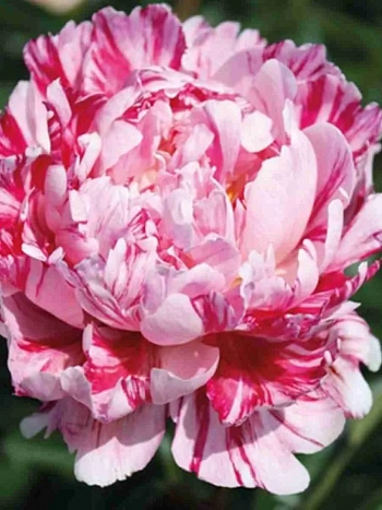 Пион Молочноцветковый Candy Striped