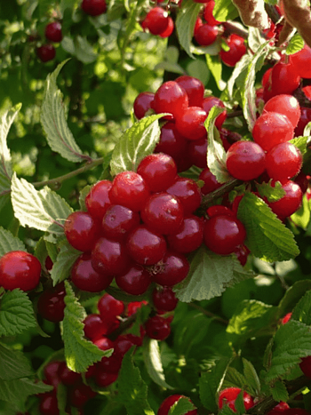 Вишня войлочная Натали