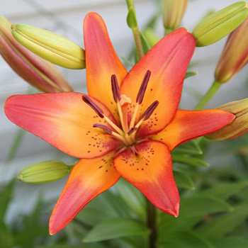 Лилия ЛА-гибрид Ройал Сансет