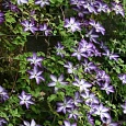 Клематис Venosa Violacea