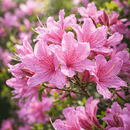 Азалия Western Lights