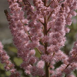 Астильба китайская Satin Pearls