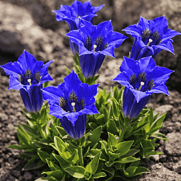 Горечавка Макиной Corona