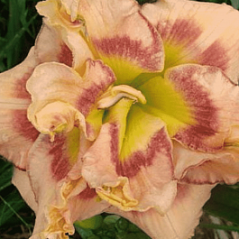 Лилейник Early Early Truffle