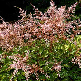 Астильба простолистная Inshriach Pink