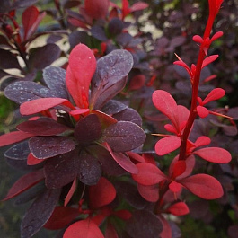 Барбарис Тунберга Ред Пилар