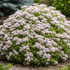 Спирея японская Japanese Dwarf