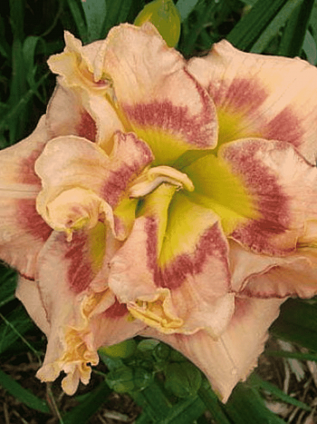 Лилейник Early Early Truffle