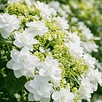 Гортензия крупнолистная Doppio Bianco