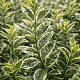Бирючина овальнолистная Argenteum