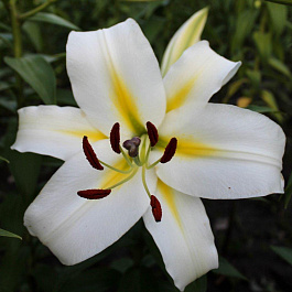 Лилия ОТ-гибрид Кокосса НАБОР 2ШТ (2+2) Лилия ОТ-гибрид Кокосса НАБОР 2ШТ (2+2)