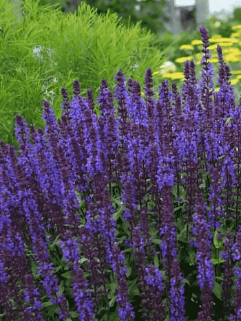 Шалфей дубравный New Dimension Blue