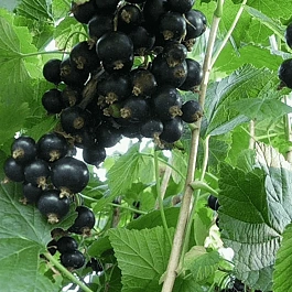 Смородина черная Севчанка