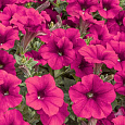 Петуния ампельная F1 Тайдал Вейв Черри Петуния ампельная F1 Тайдал Вейв Черри