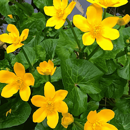 Калужница болотная Bright Yellow