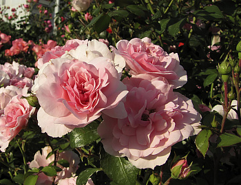 Роза флорибунда Боника