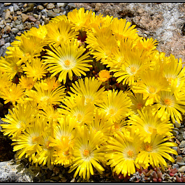 Делосперма скрученная Голден Наггет