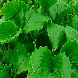 Хоста Elisabeth