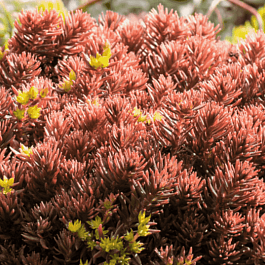 Очиток отогнутый Chocolate Ball