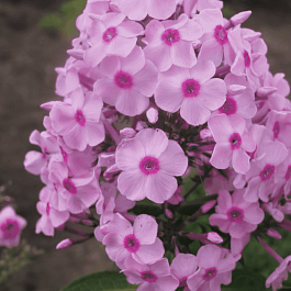 Флокс метельчатый Spätsommer