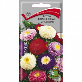 Астра помпонная Смесь окрасок