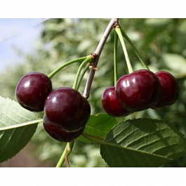 Вишня степная Гномик