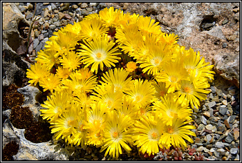 Делосперма скрученная Голден Наггет