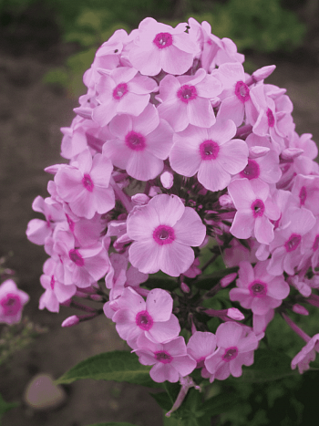 Флокс метельчатый Spätsommer