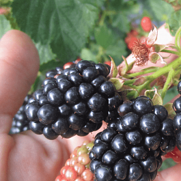 Ежевика Kittatinn