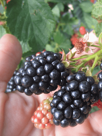 Ежевика Kittatinn