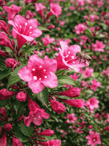 Вейгела цветущая Minuet