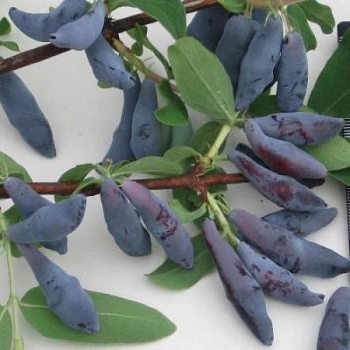 Жимолость съедобная Чулымская Жимолость съедобная Чулымская