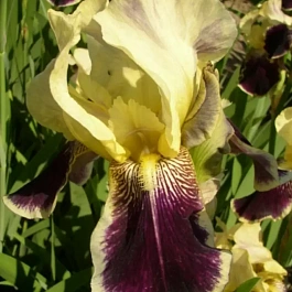 Ирис германский Salonigue