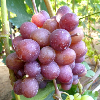 Виноград плодовый Сенатор (Павловского) Виноград плодовый Сенатор (Павловского)