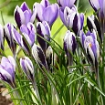 Крокус Ботанический Spring Beauty