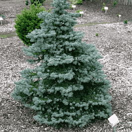 Ель колючая  Wendy