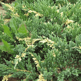 Можжевельник китайский Expansa Variegata