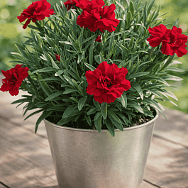 Гвоздика Oscar Red Star