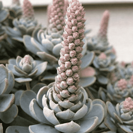 Горноколосник Chinese Hat