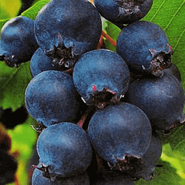 Ирга ольхолистная Northline