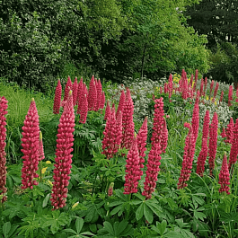 Люпин многолистный My Castle