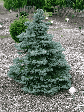 Ель колючая  Wendy
