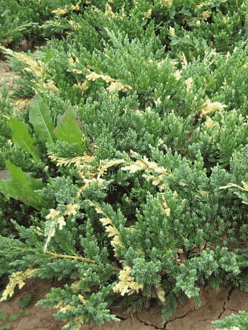 Можжевельник китайский Expansa Variegata